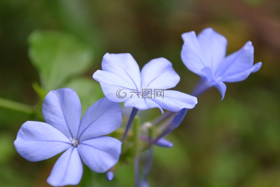 淡紫色花,花,浅蓝色