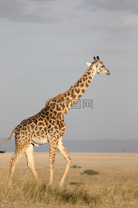 长颈鹿,高大,哺乳动物