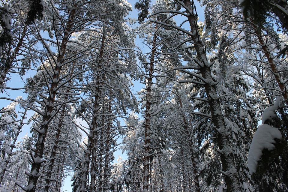 冬季森林,松,雪