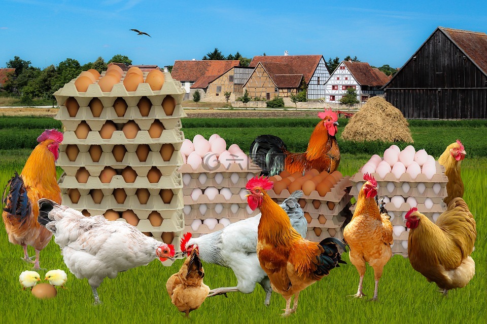 蛋,农场,鸡