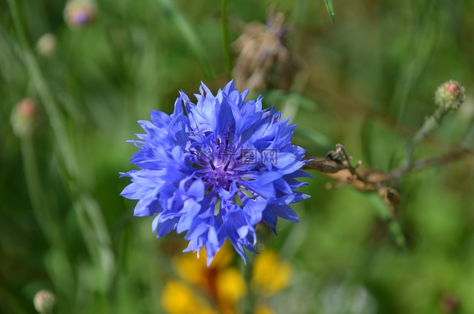 蓝色,花,矢车菊