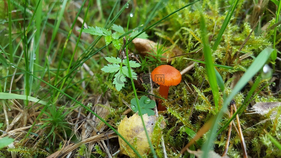 蘑菇,森林,小