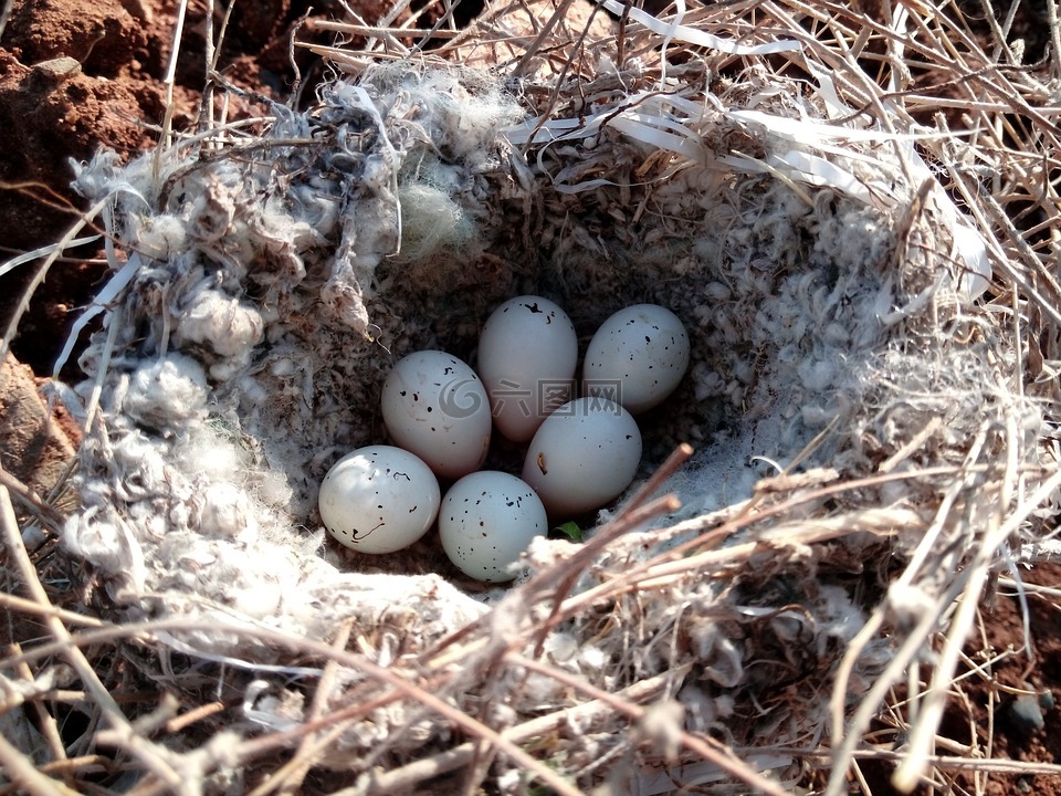 鸡蛋,巢,歌鸟