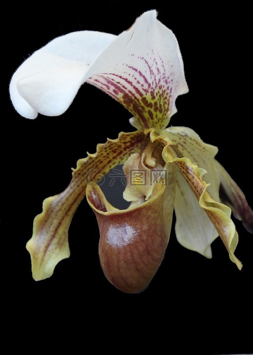orquidea,鲜花,拖鞋