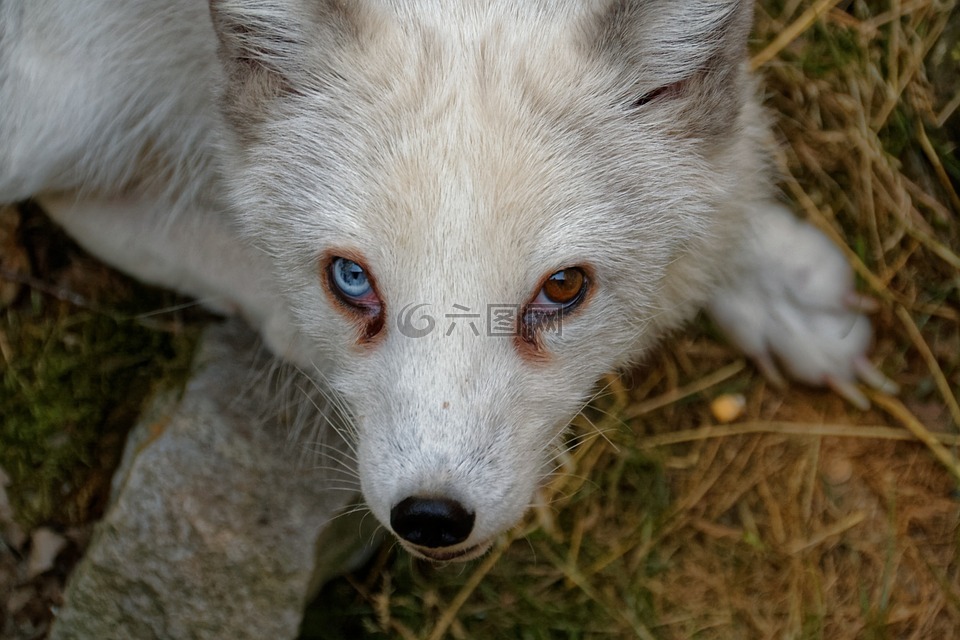 北极狐狸,福克斯,眼睛
