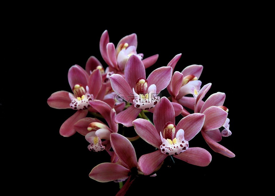 orquidea,花卉,cimbindium