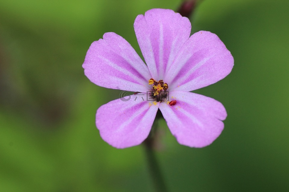 开花,花,森林