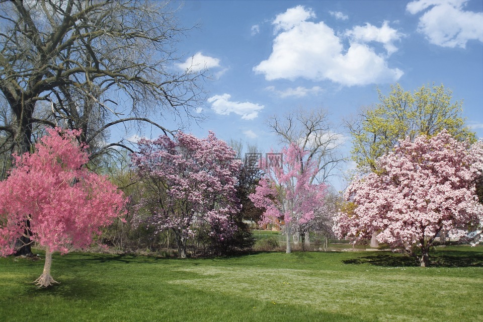 春,开花树木,粉红色
