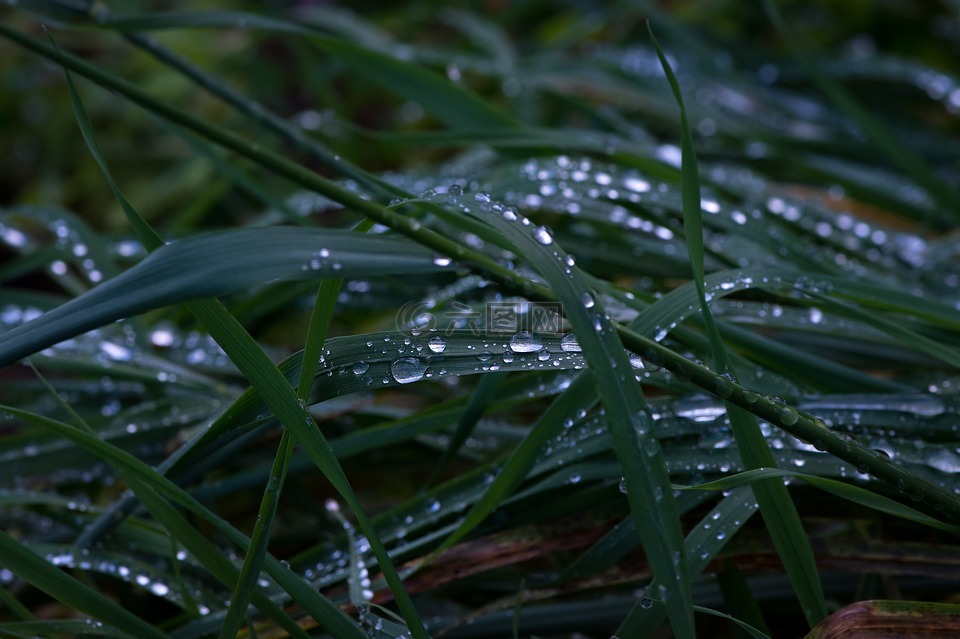 草,阴雨天气,滴