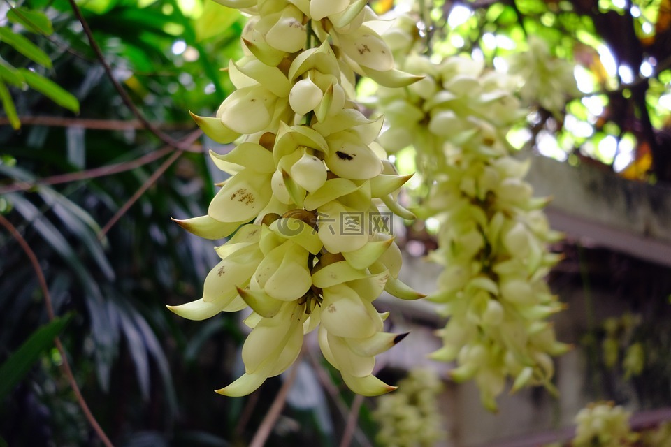 油麻藤,禾雀花,白花油麻藤