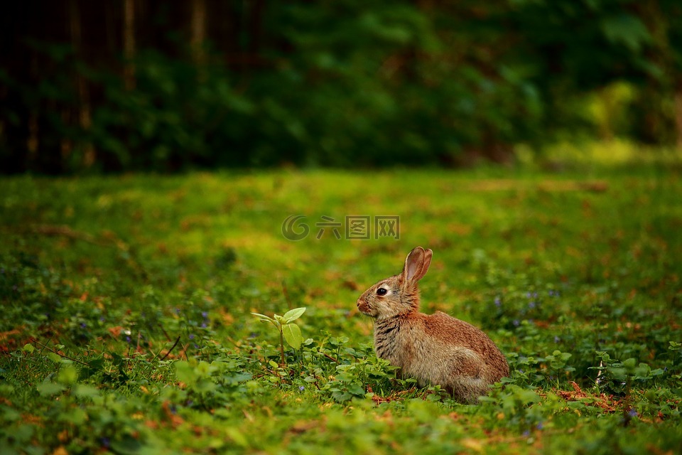 兔,草地,野兔子