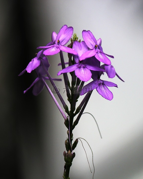 花,紫色,紫色的花朵