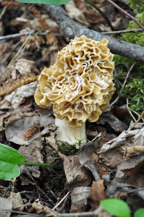 羊肚菌,真菌,森林蘑菇