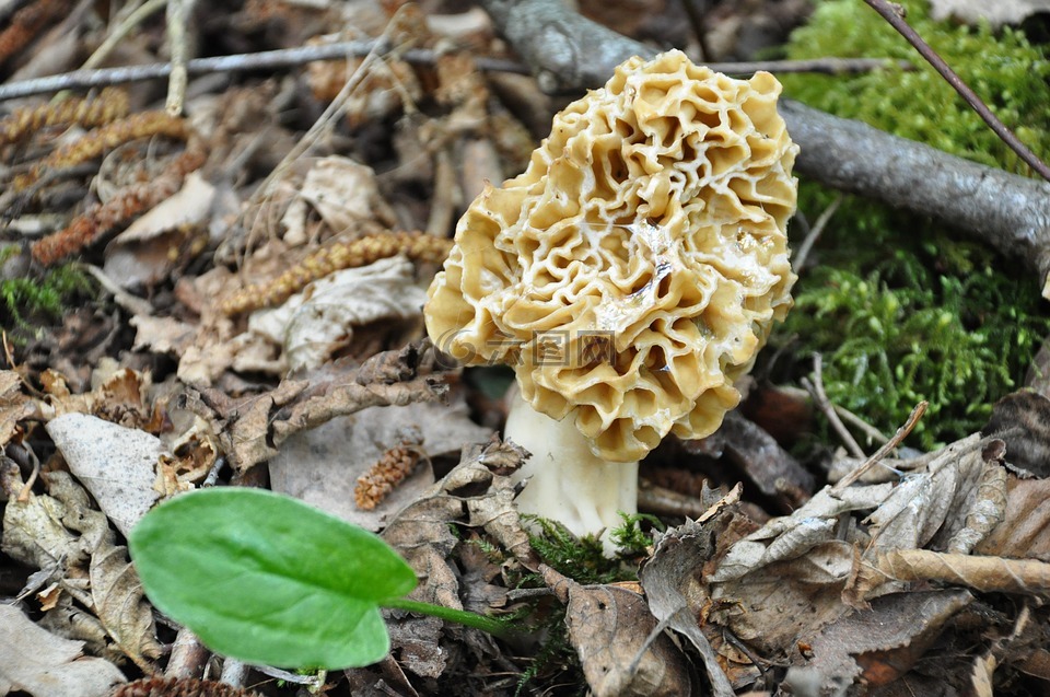 羊肚菌,真菌,森林蘑菇