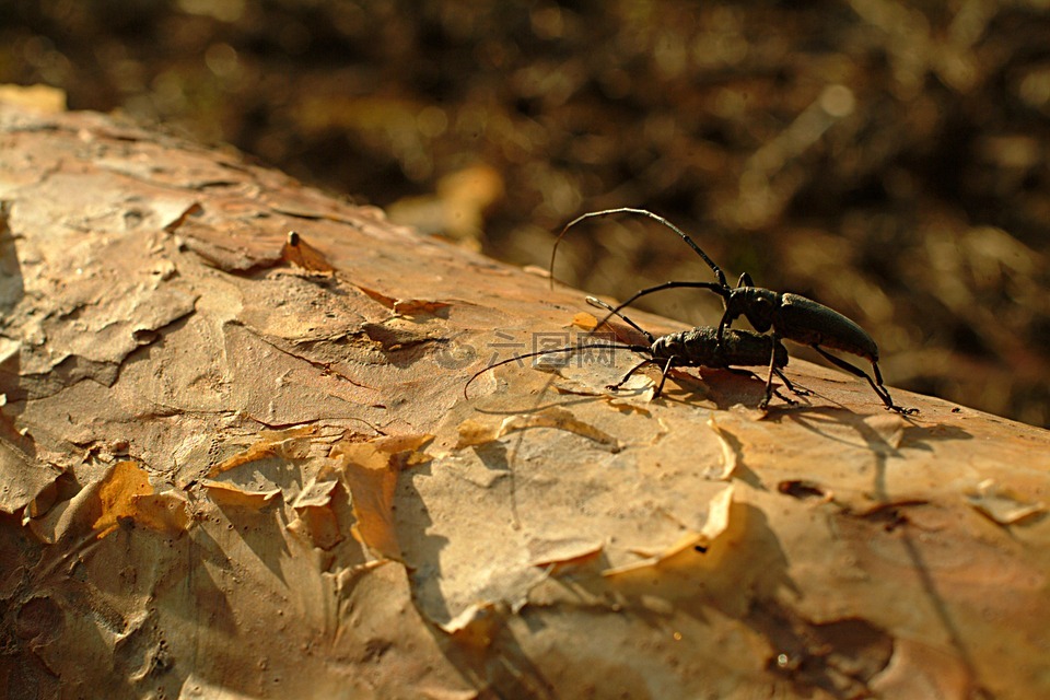 甲虫触须,松,昆虫