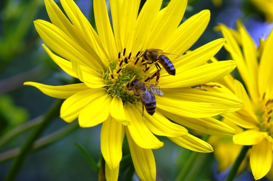 蜜蜂 蜂蜜 花高清图库素材免费下载 图片编号 六图网