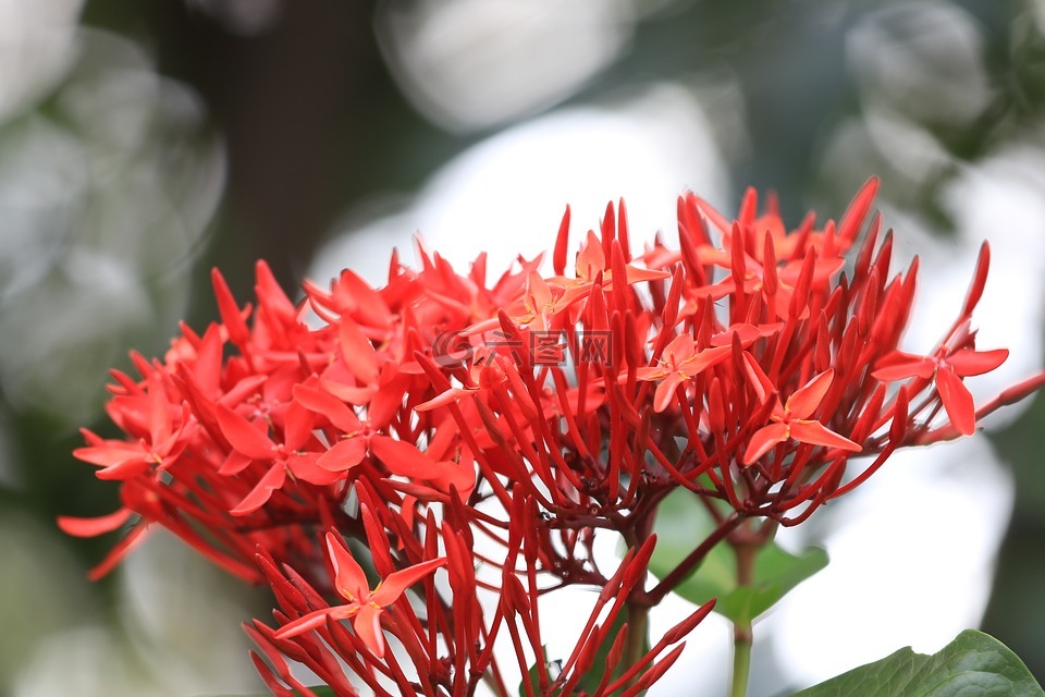 花钻石针,花针,花钻石