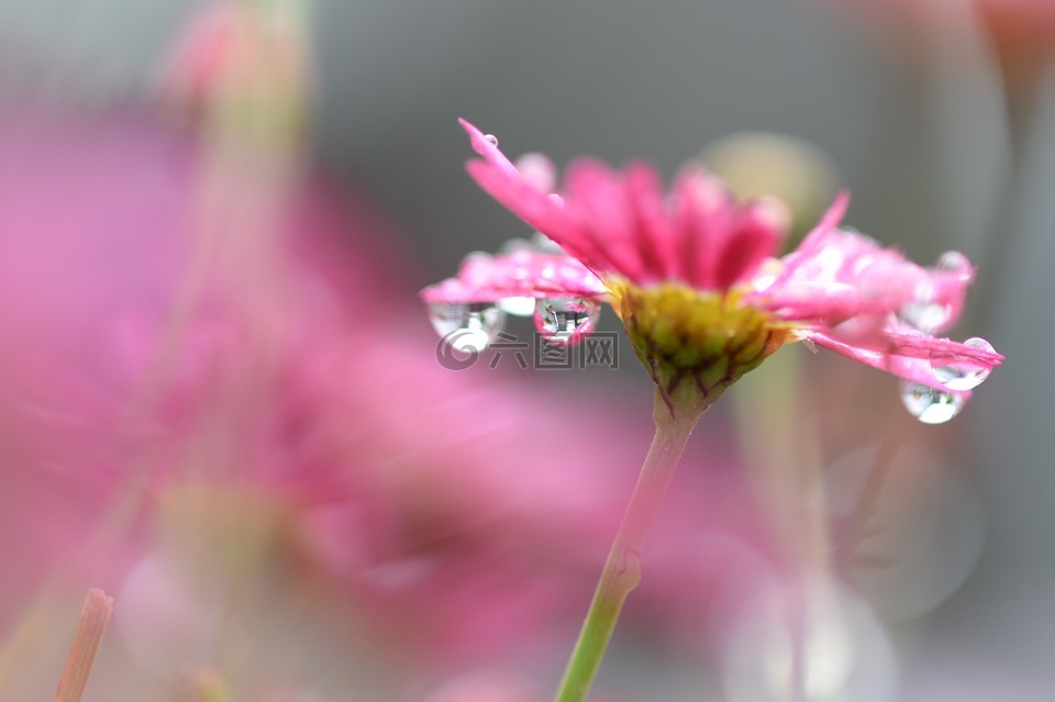 花,粉红色,水滴