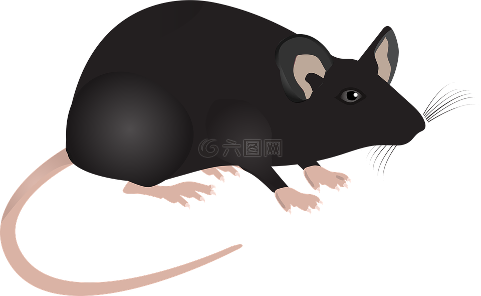 实验室鼠标,鼠标,科学