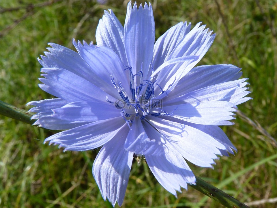 蛞蝓繁殖蓝色肉花图片