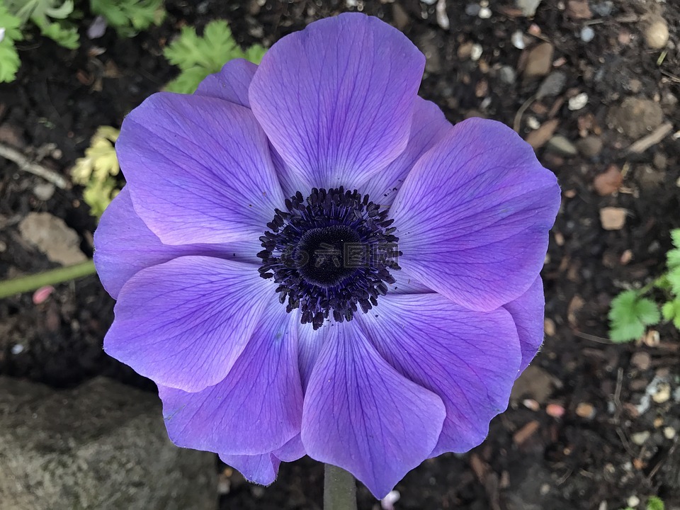 银莲花,紫色,自然