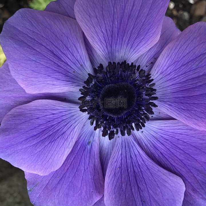 银莲花,花,紫色