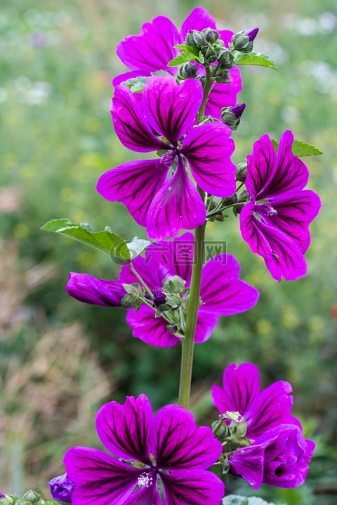 锦葵,野生冬葵,紫