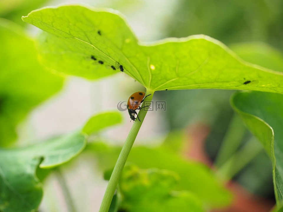 瓢虫,虱子,全