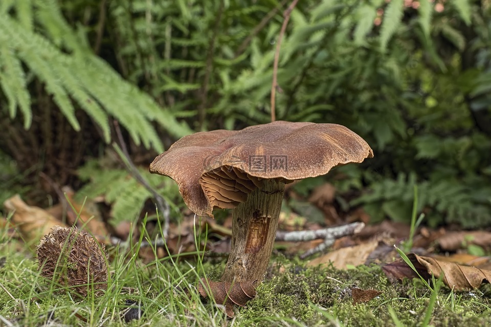 蘑菇,深棕色gürtelfuß,布朗