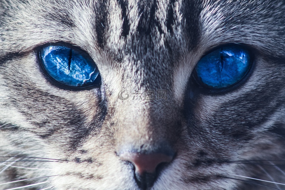猫,眼睛,野生