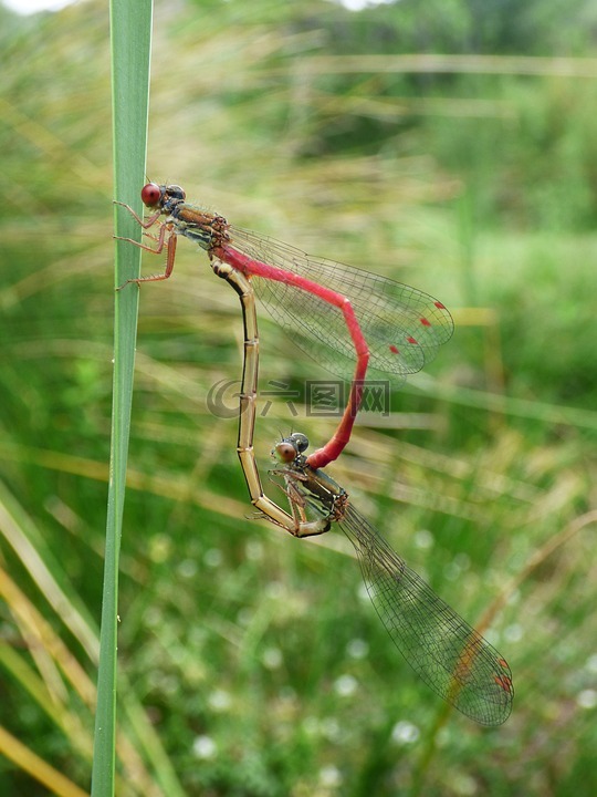 蜻蜓,豆娘,ceriagrion tenellum