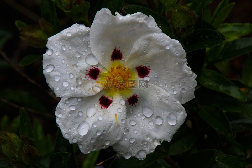 白色岩蔷薇,花,cistus