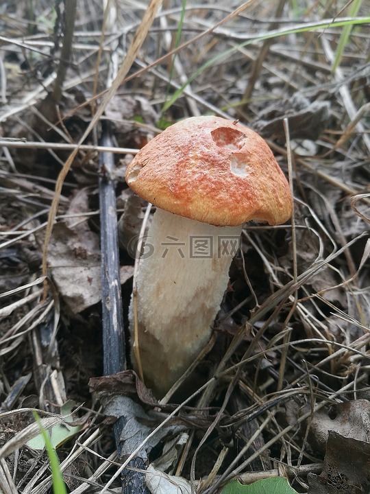 蘑菇,橙帽牛肝菌,森林