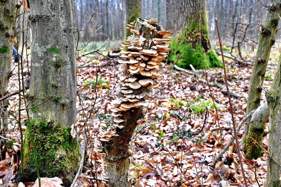 森林,火种真菌,性质