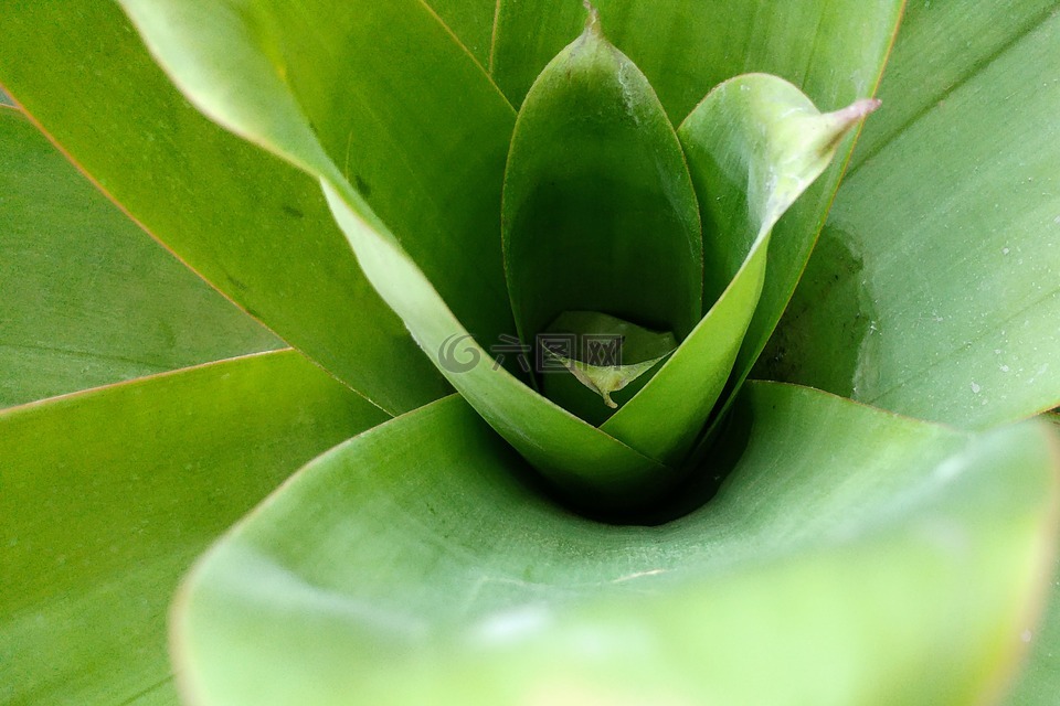 射击,萌芽,中脉
