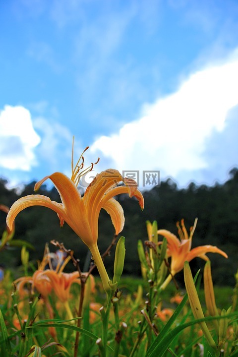 金針花,花,植物