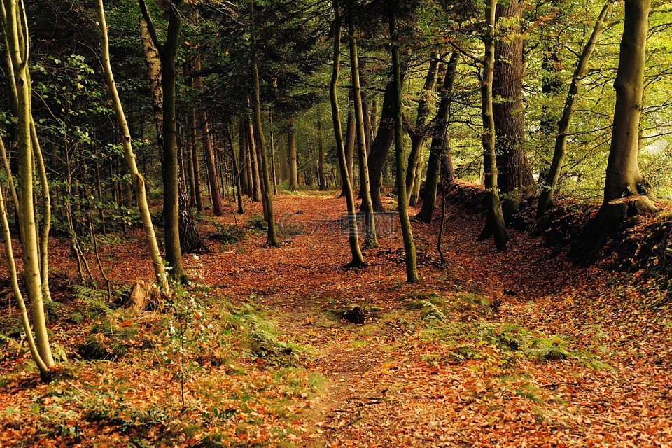 森林,树木,夏末