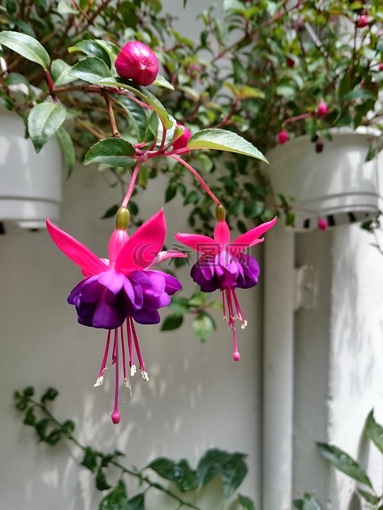 吊鐘花,紫色,花