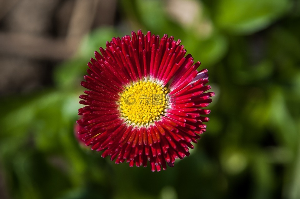 雏菊,红色,花