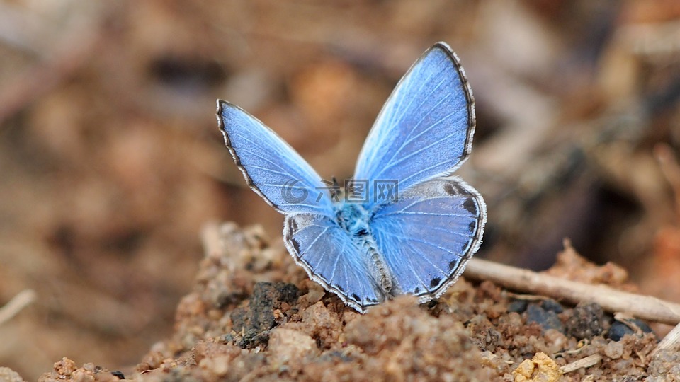 蝴蝶,蓝色,兰粉蝶
