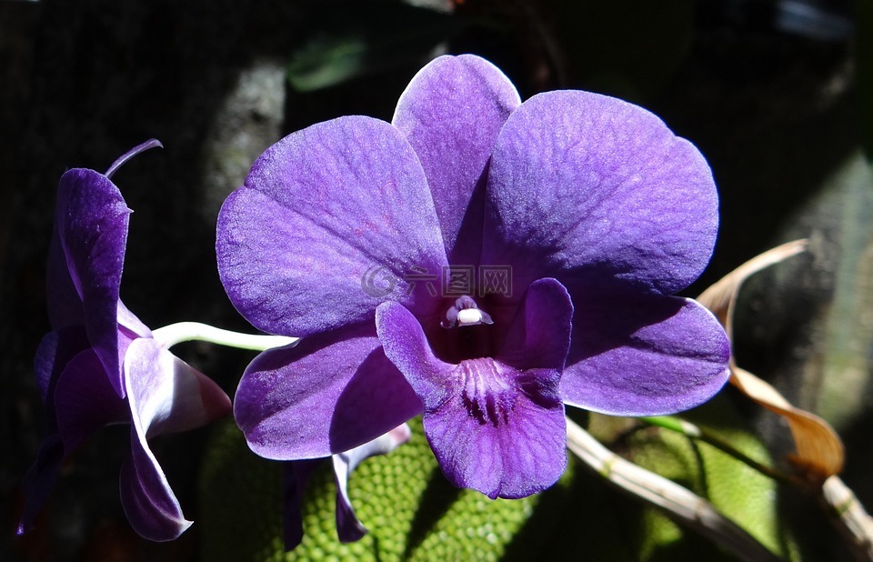 兰花,石斛兰,紫色