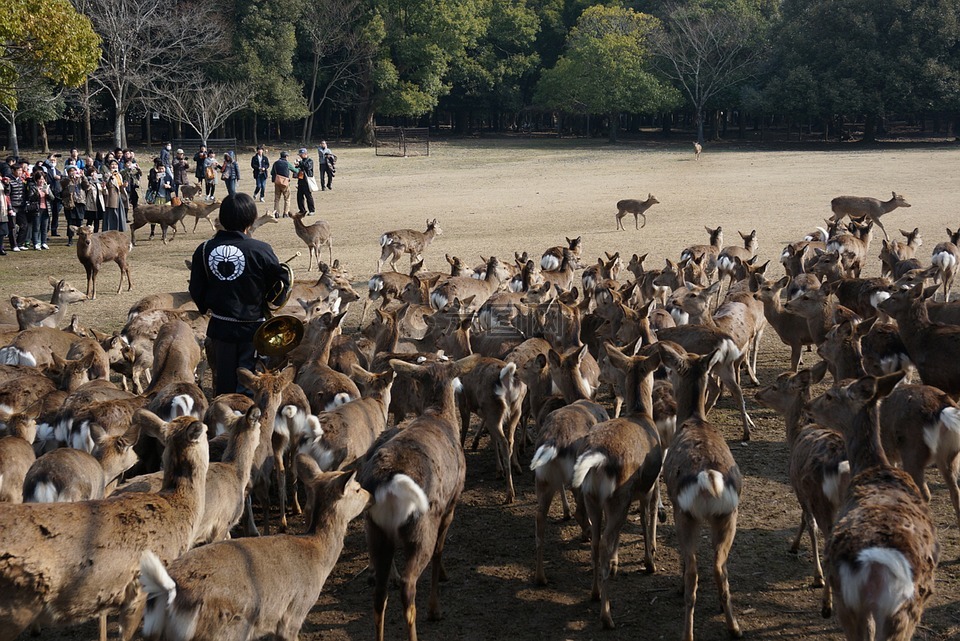 日本,奈良,鹿