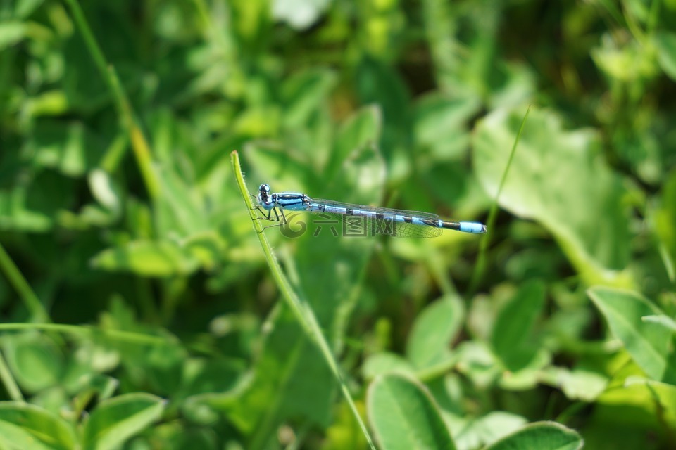 蜻蜓,蓝色,昆虫