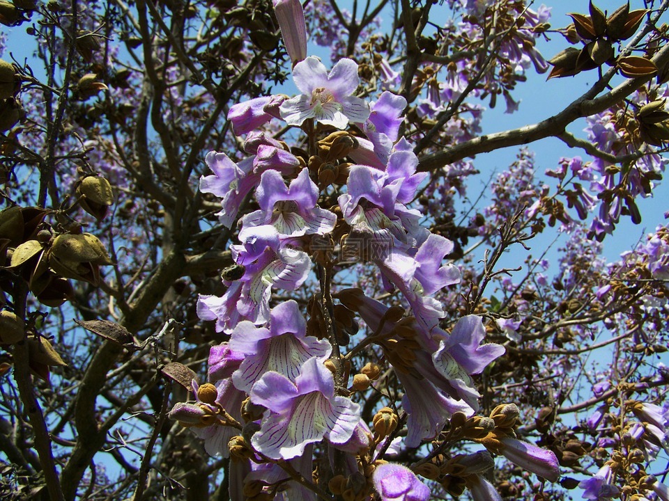 皇帝开花的树 紫色的花朵泡桐 春天高清图库素材免费下载 图片编号 六图网