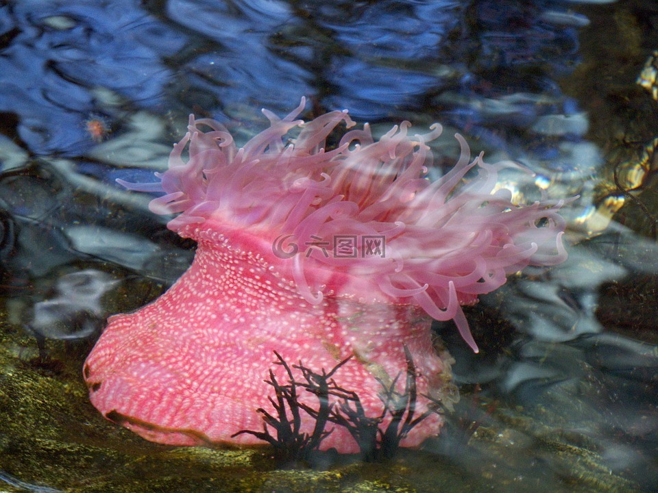 海葵,海洋生物,水族馆