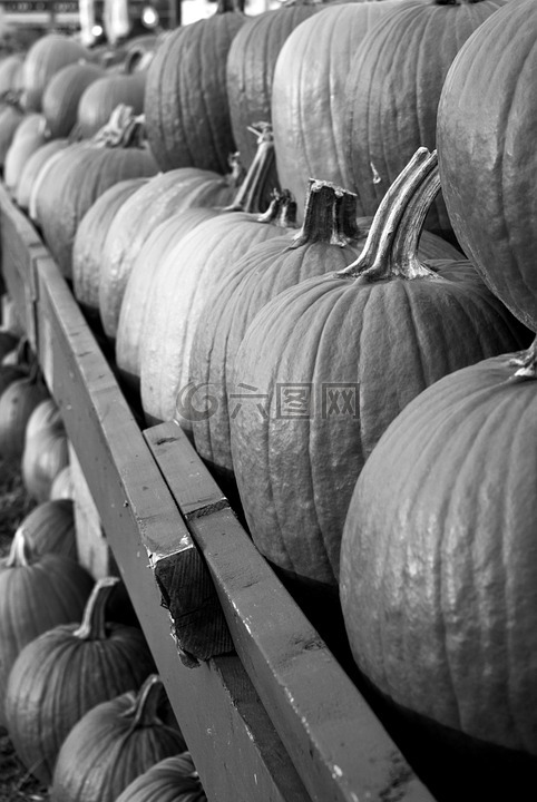 pumpins,秋天,黑色和白色