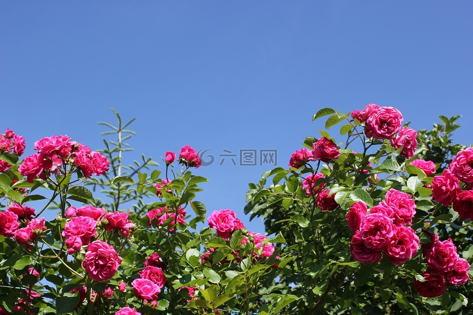 玫瑰,粉红色,天空