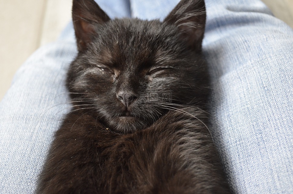 睡眠,hugo,黑猫