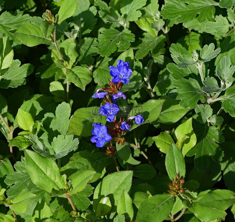 琉璃苣,花,草本植物