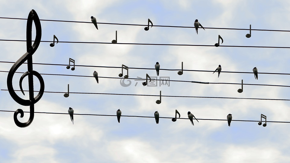 鸟类,雨燕,歌唱
